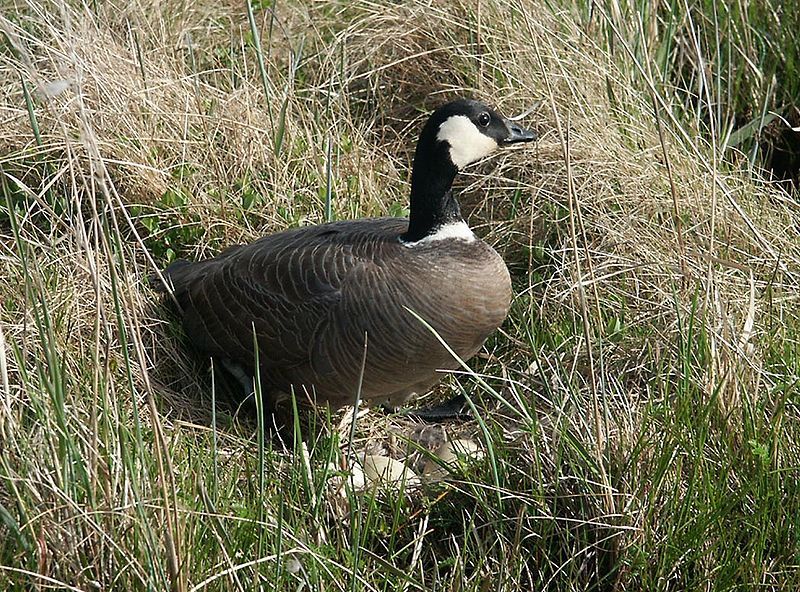 File:Branta hutchinsii minima.jpg