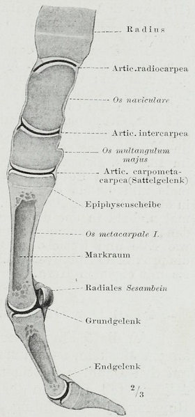 File:Braus 1921 224.png