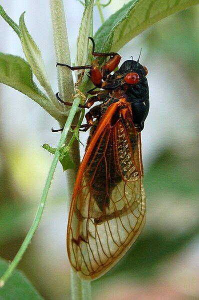 File:Brood XIX Cicada.jpg