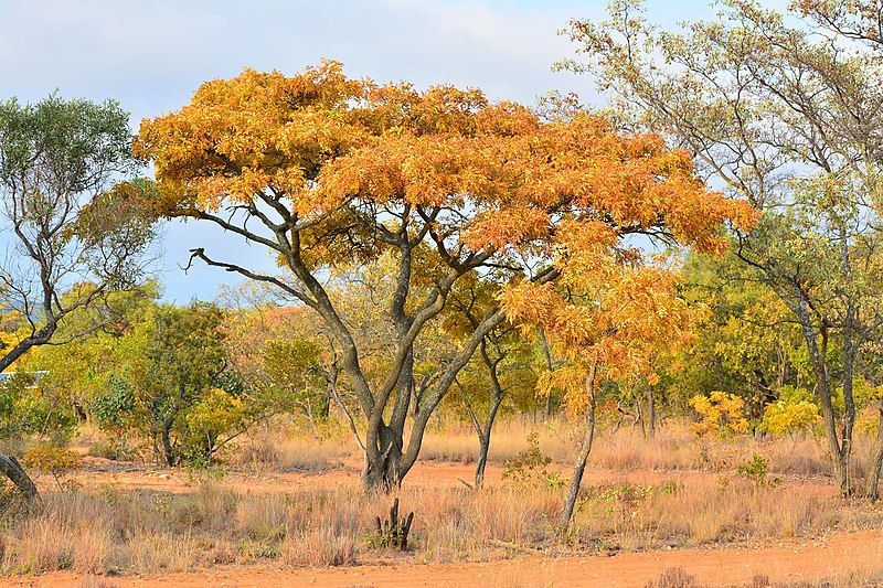 File:Burkea africana05.jpg