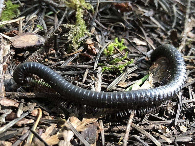 File:Californiulus euphanus.jpg