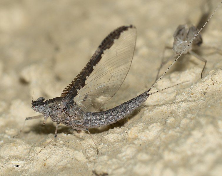 File:Callibaetis californicus.jpg