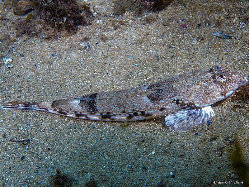 File:Callionymus reticulatus.jpg