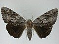 Mounted specimen