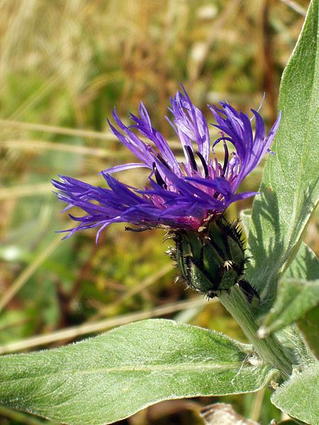 File:Centaurea montana.jpg