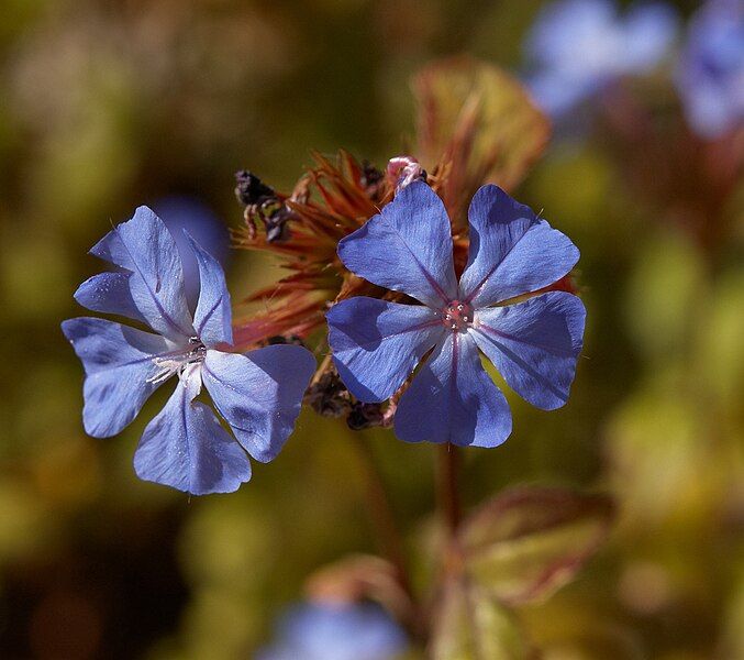 File:Ceratostigma willmottianum A.jpg