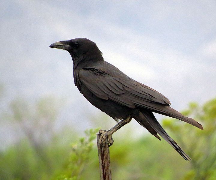 File:Chihuahuan Raven (18563183721).jpg