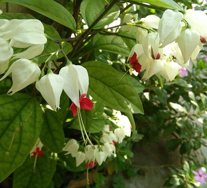 File:Clerodendrum thomsoniae.jpg