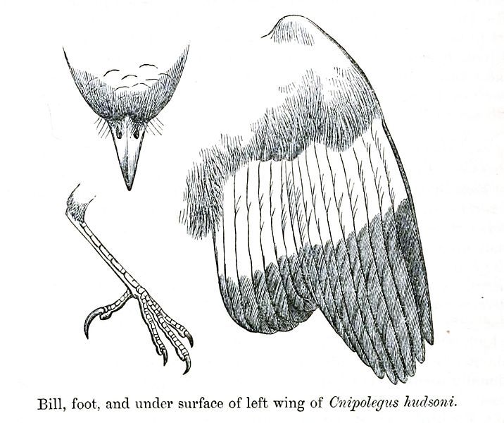 File:CnipolegusHudsoniDetail.jpg