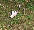 Colchicum alpinum