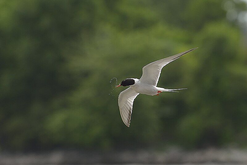 File:Common-tern,web.jpg