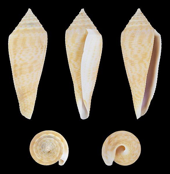 File:Conasprella viminea 01.jpg