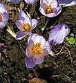 Crocus cancellatus