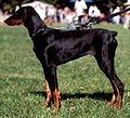 Dobermann