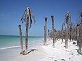 Beach with dead palm trees on west side of island.