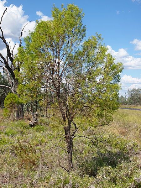 File:Eremophila mitchellii habit.jpg