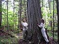 Estivant Pines Nature Sanctuary in Keweenaw County