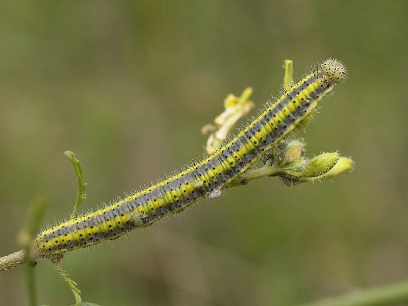 File:Euchloe crameri-larva.jpg