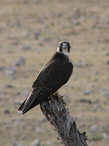 File:Falco biarmicus Etosha.jpg