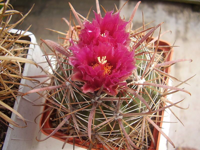 File:Ferocactus fordii.JPG