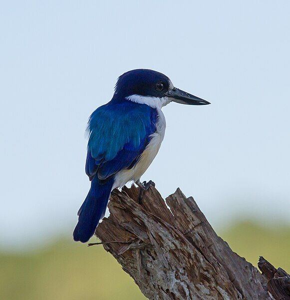 File:Forest Kingfisher.99.jpg