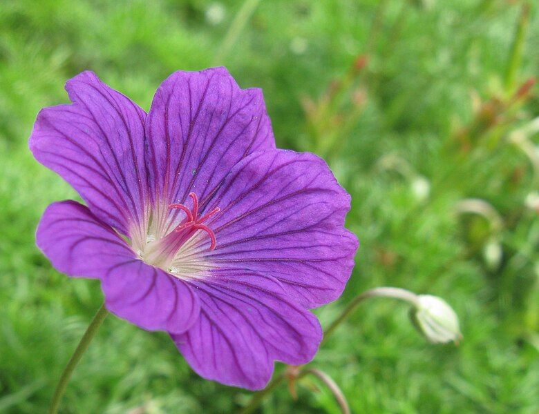 File:Geranium incanum 9156s.jpg