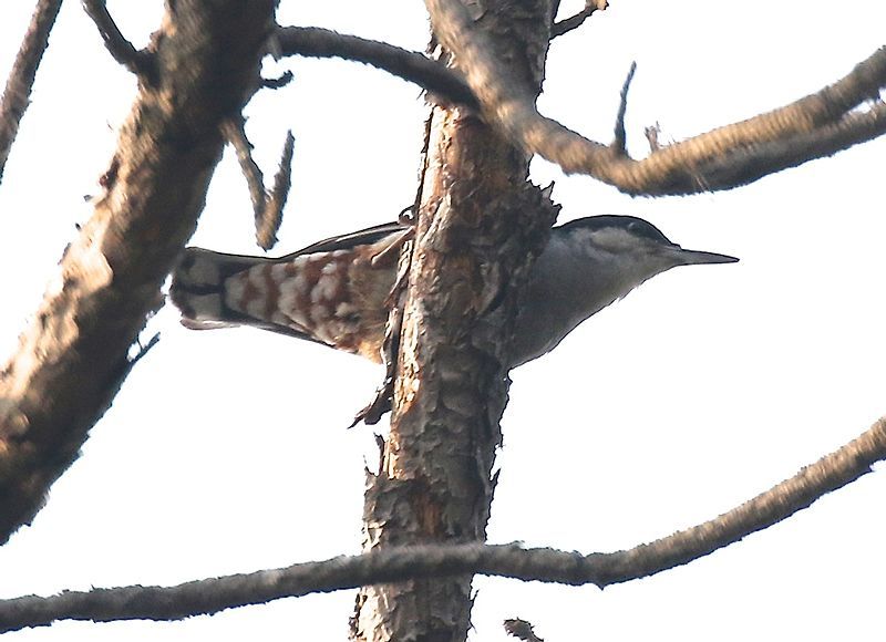 File:GiantNuthatch.jpg