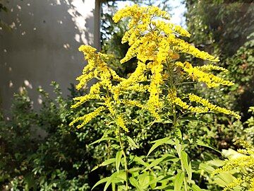 goldenrod