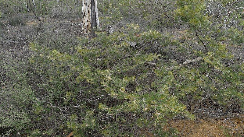 File:Grevillea hookeriana (6369010295).jpg