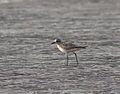 Playero cabezón (Pluvialis squatarola)