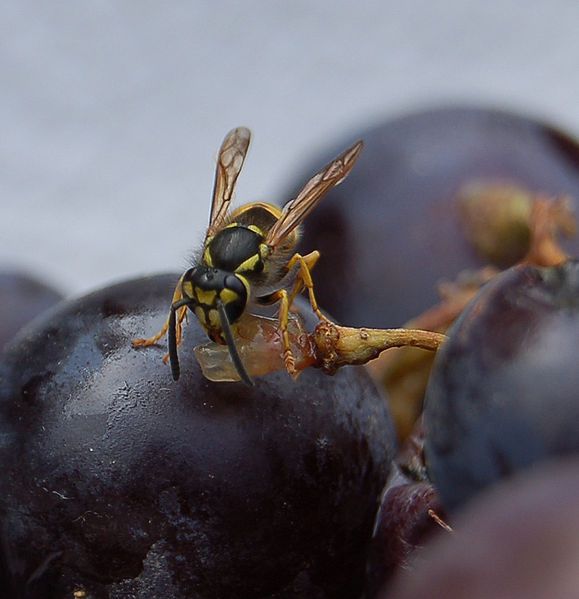 File:Guêpe mange raisin.jpg