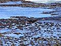 Feeding on the rocky shore