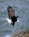 Bald eagle in flight