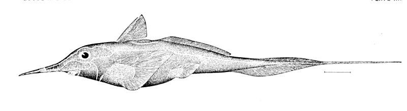 File:Harriotta raleighana.jpg