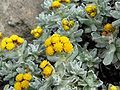 Helichrysum splendidum