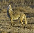 Coyote (Canis latrans)