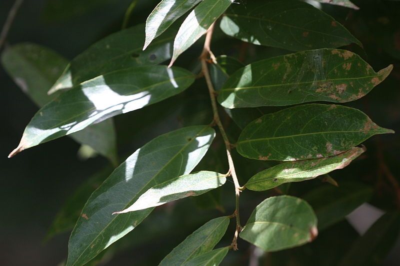 File:Hydnocarpus venenata leaves.jpg