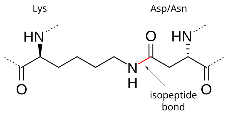 File:Isopeptide bond.svg