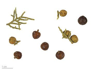 Isolated foliage and berries (Muséum de Toulouse)