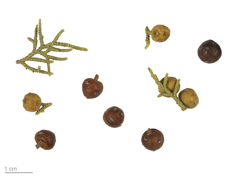 File:Juniperus Phoenicea MHNT.BOT.2007.43.52.jpg