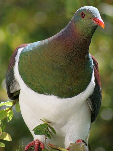 File:Kereru001.jpg