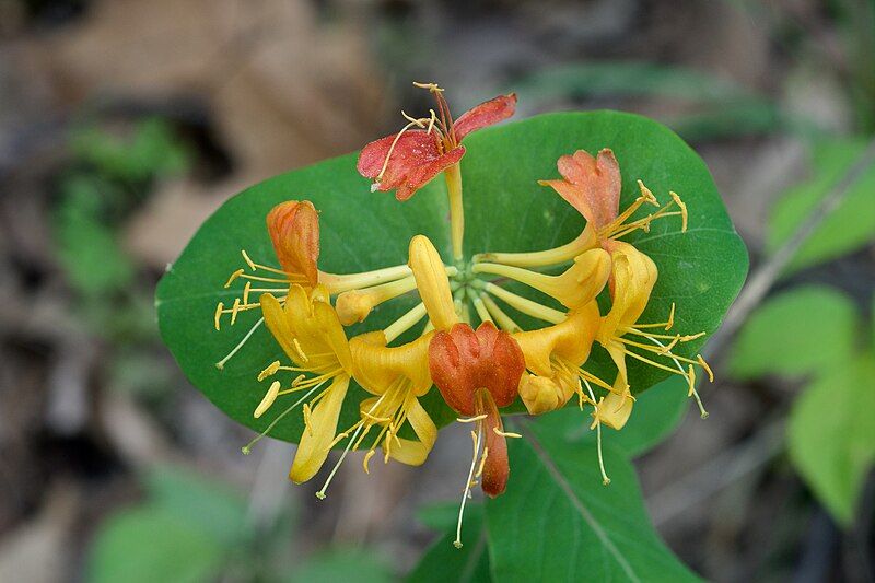 File:Lonicera flava Arkansas.jpg