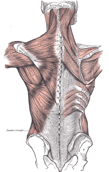 File:Lumbar triangle.PNG