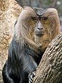 Lion-tailed macaque