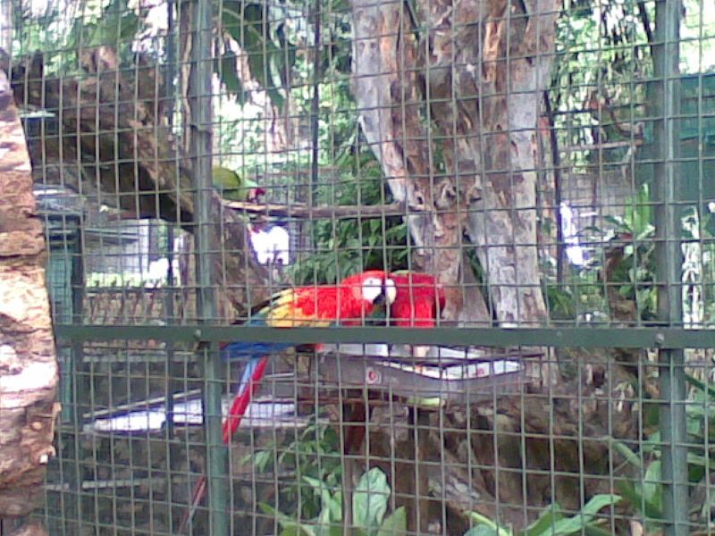 File:Macaws in dehiwala.jpg