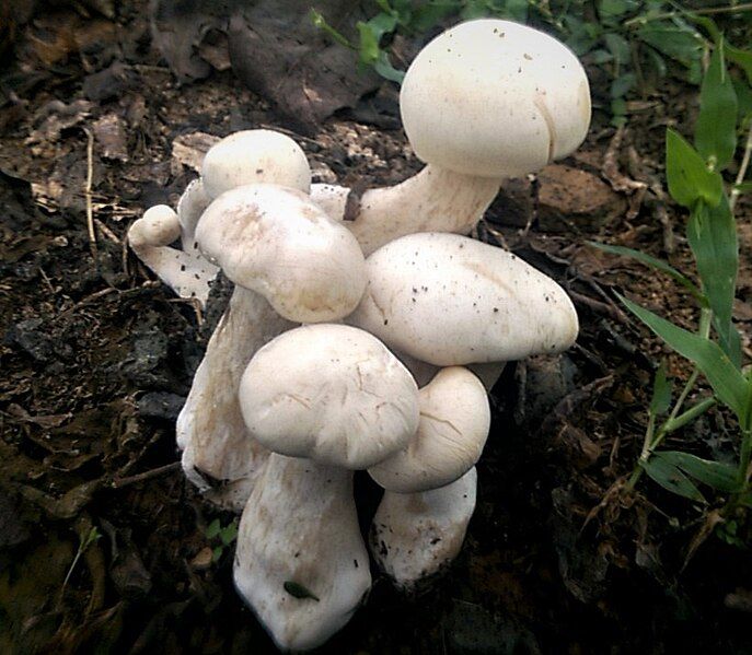 File:Macrocybe crassa 747846.jpg