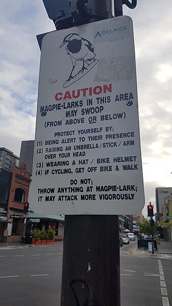 File:Magpie warning sign.jpg