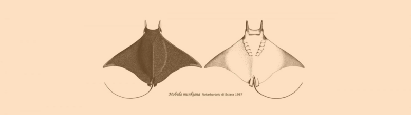 File:Mobula munkiana drawing.png