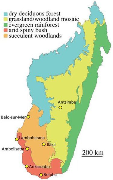 File:Mullerornis map.jpg