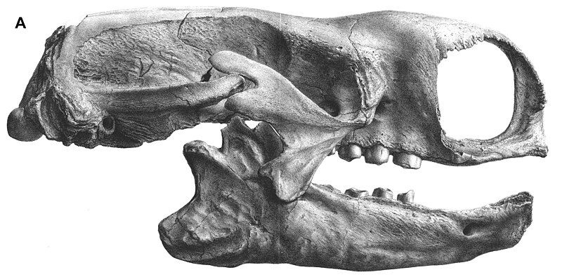 File:Mylodon skull.jpg